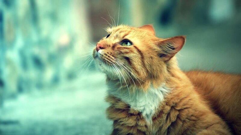 Orange Tabby Cat — Contemplative, Photograph, Whiskers, Green Eyes