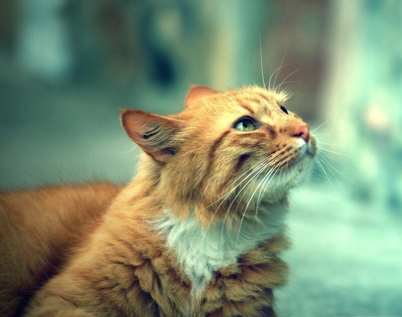Orange Tabby Cat — Contemplative, Photograph, Whiskers