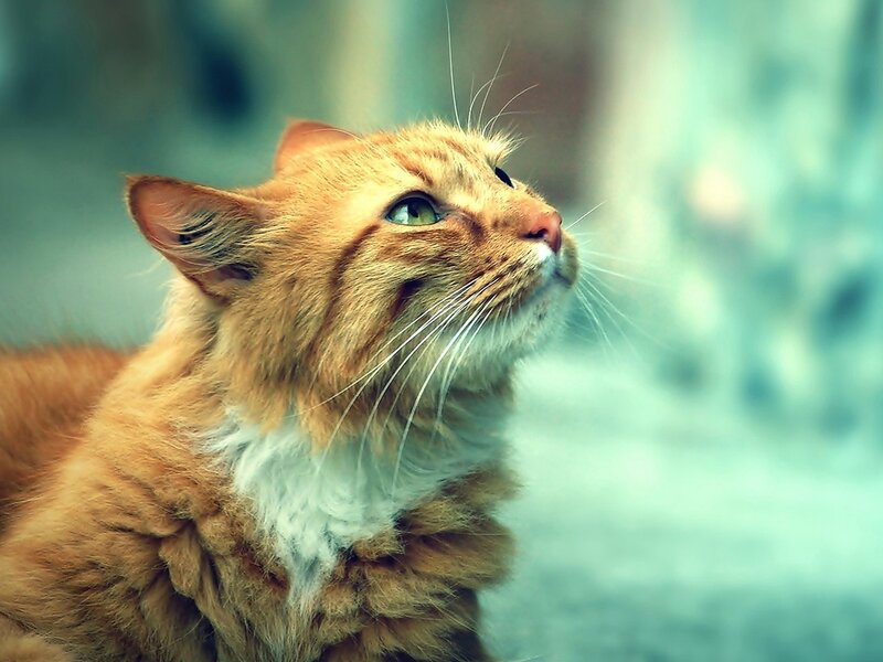 Orange Tabby Cat — Contemplative