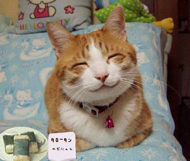 Orange Tabby Cat — Content