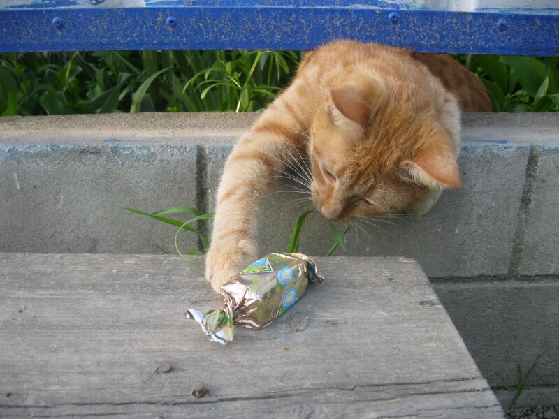 Orange Tabby Cat — Curious, Afternoon, Photograph, Candy Wrapper