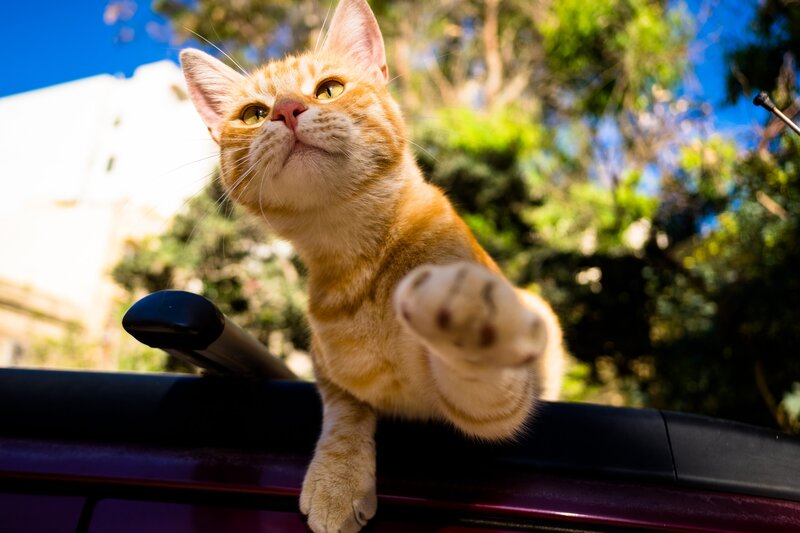 Orange Tabby Cat — Curious, Afternoon, Photograph, Car Roof
