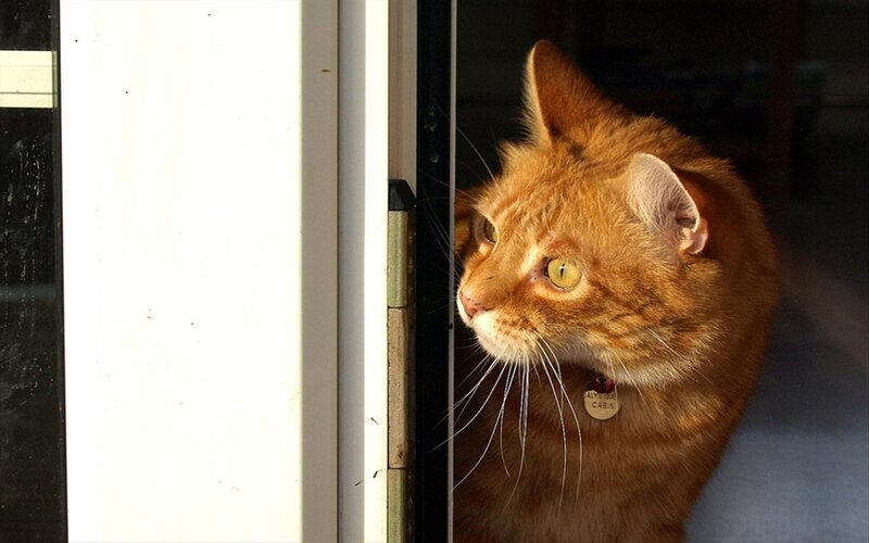 Orange Tabby Cat — Curious, Afternoon, Photograph, Door Frame