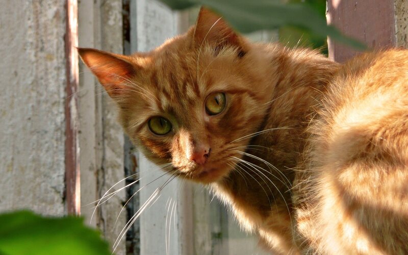 Orange Tabby Cat — Curious, Afternoon, Photograph, Fence