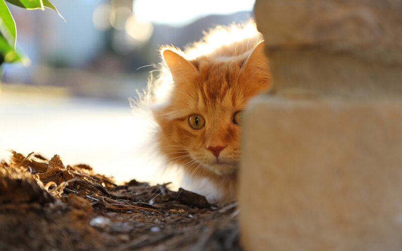 Orange Tabby Cat — Curious, Afternoon, Photograph, Stone Wall