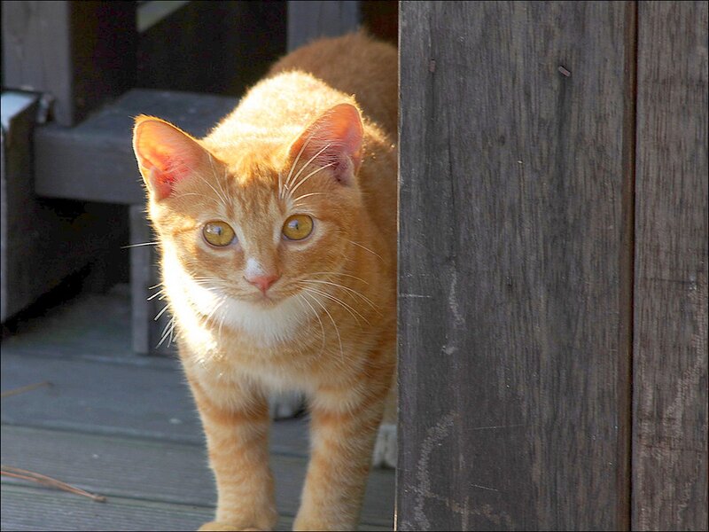 Orange Tabby Cat — Curious, Afternoon, Photograph