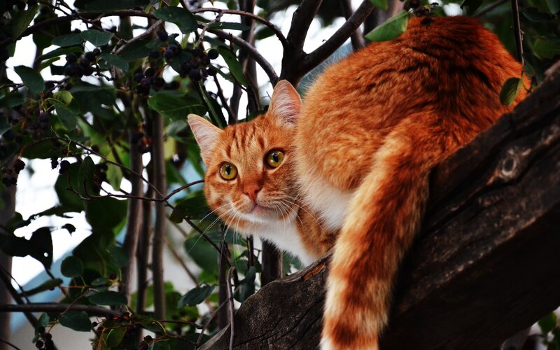 Orange Tabby Cat — Curious, Afternoon, Photograph, Tree, Berries