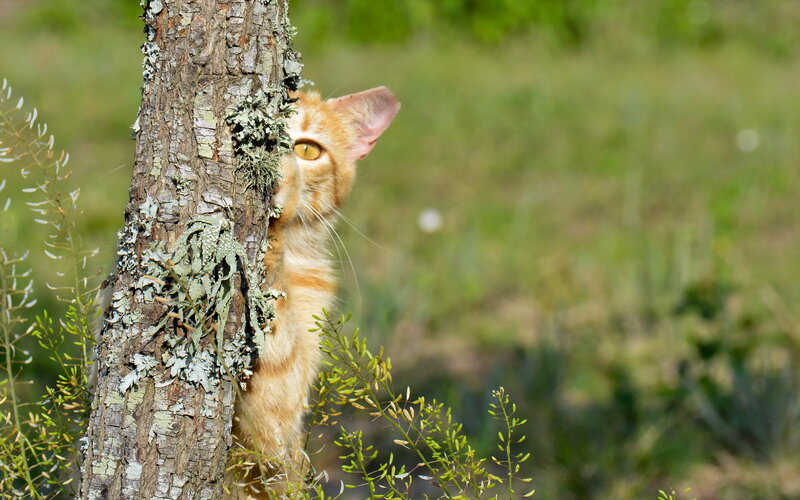 Orange Tabby Cat — Curious, Afternoon, Photograph, Tree
