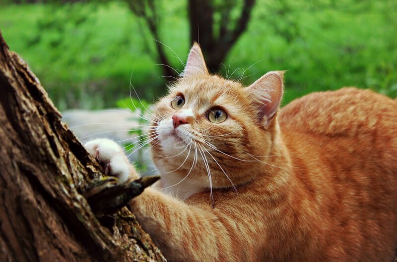 Orange Tabby Cat — Curious, Afternoon, Photograph, Tree Trunk