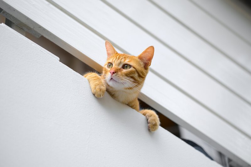 Orange Tabby Cat — Curious, Afternoon, Photograph, Wall, Window