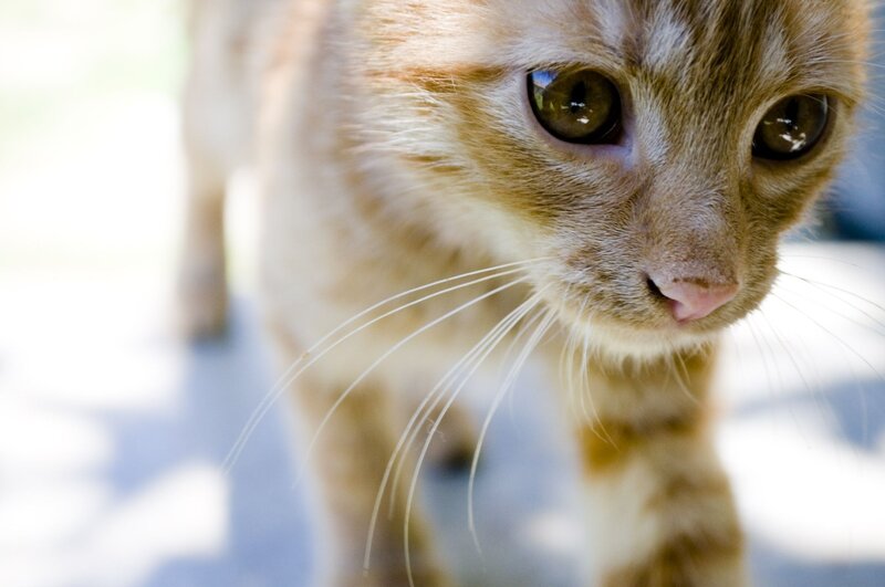 Orange Tabby Cat — Curious, Afternoon, Photograph, Whiskers
