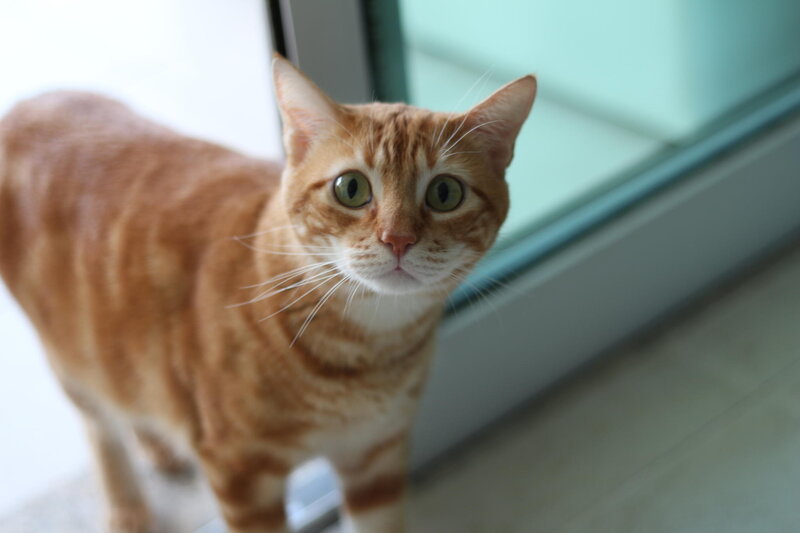 Orange Tabby Cat — Curious, Afternoon, Photograph, Window