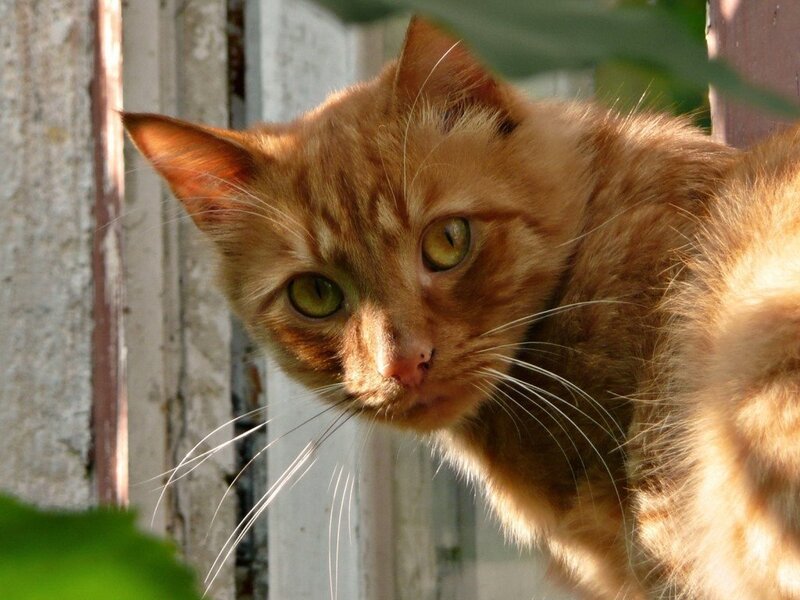 Orange Tabby Cat — Curious, Afternoon