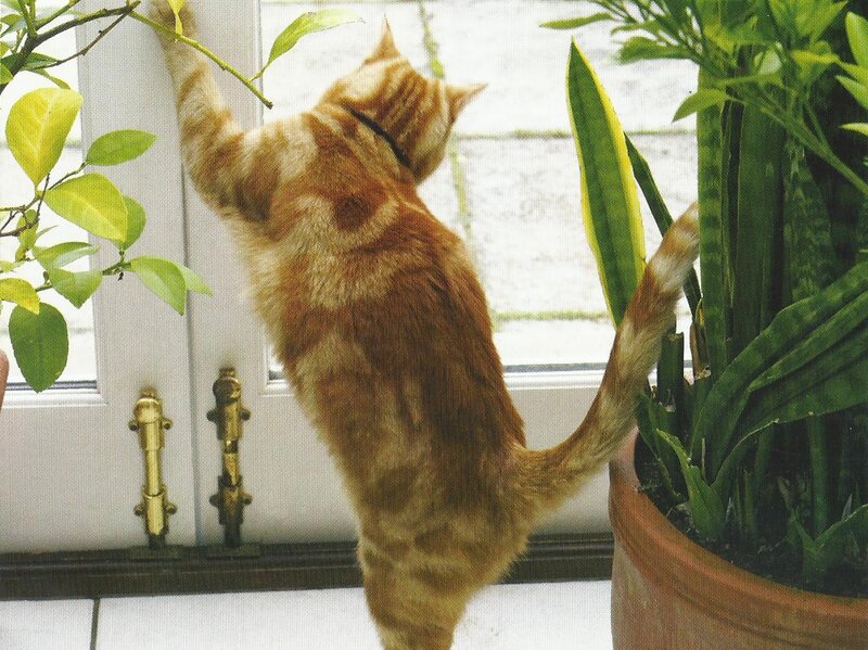 Orange Tabby Cat — Curious, Morning, Photograph