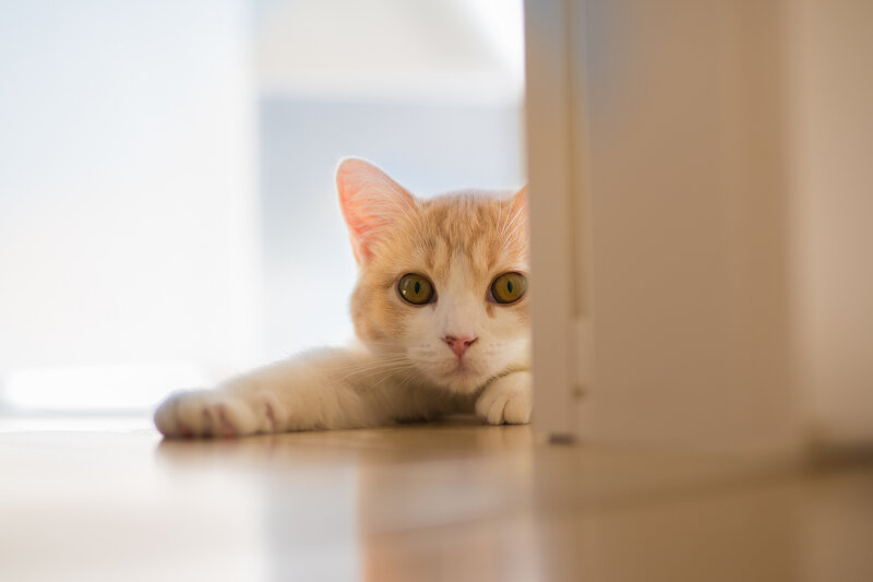 Orange Tabby Cat — Curious, Morning