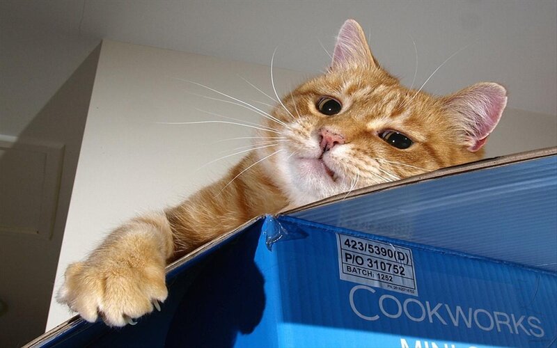 Orange Tabby Cat — Curious, Photograph, Box