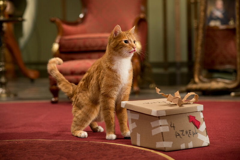 Orange Tabby Cat — Curious, Photograph, Cardboard Box, Red Carpet