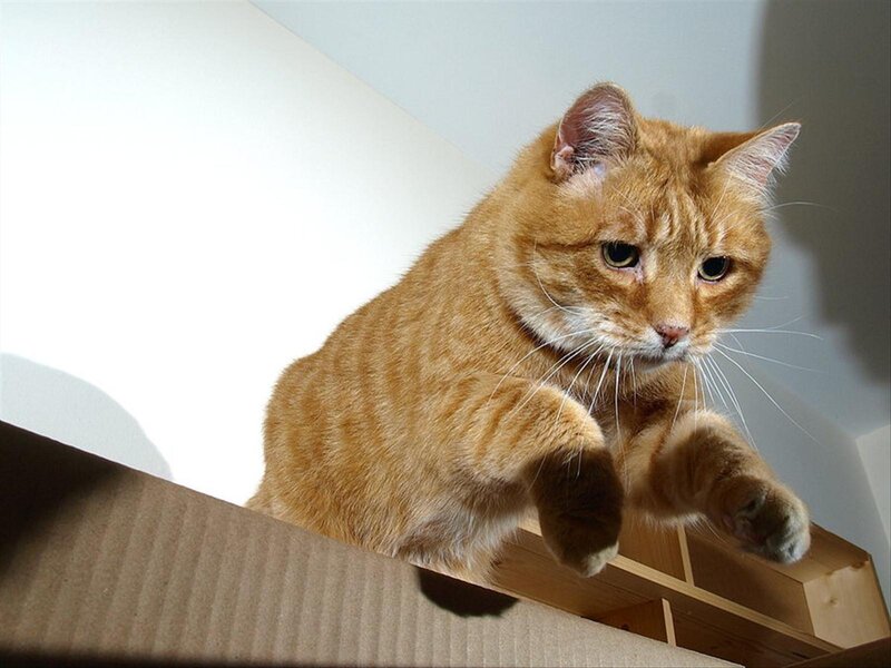 Orange Tabby Cat — Curious, Photograph, Cardboard Box