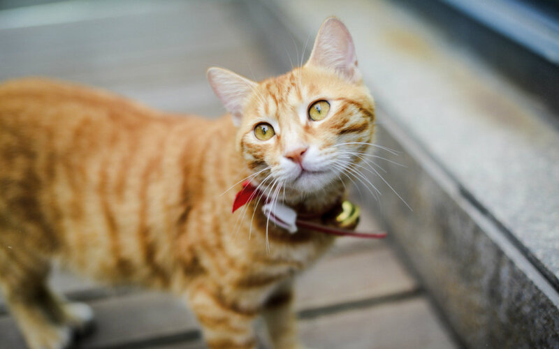 Orange Tabby Cat — Curious, Photograph, Collar, Bell