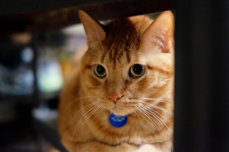 Orange Tabby Cat — Curious, Photograph, Collar, Blue Tag