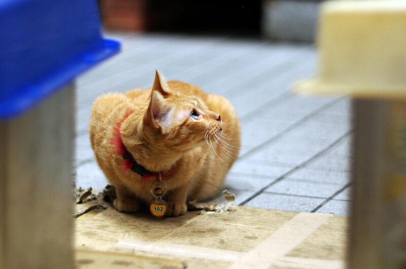 Orange Tabby Cat — Curious, Photograph, Collar, Tag, Cardboard