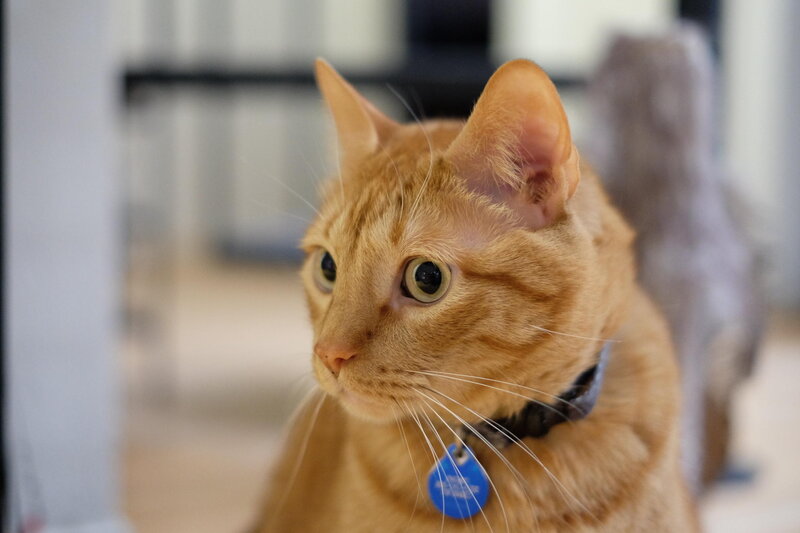 Orange Tabby Cat — Curious, Photograph, Collar, Tag