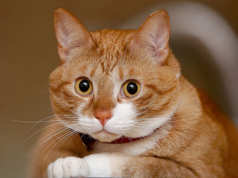 Orange Tabby Cat — Curious, Photograph, Collar