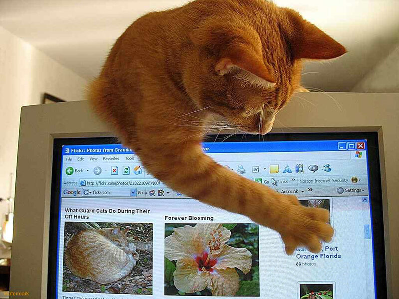 Orange Tabby Cat — Curious, Photograph, Computer Monitor, Web Browser