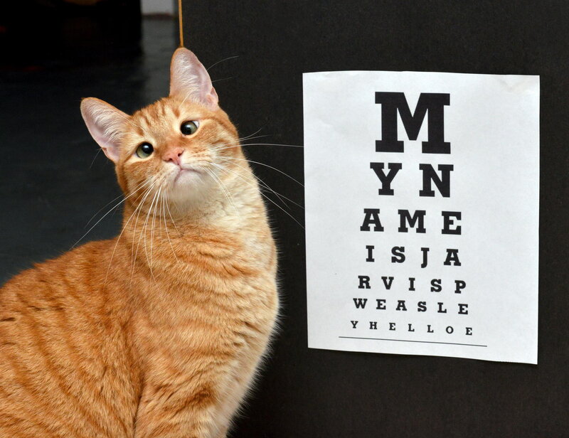 Orange Tabby Cat — Curious, Photograph, Eye Chart