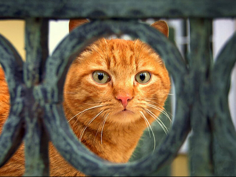 Orange Tabby Cat — Curious, Photograph, Fence