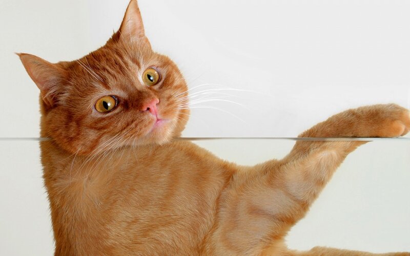 Orange Tabby Cat — Curious, Photograph, Glass Surface