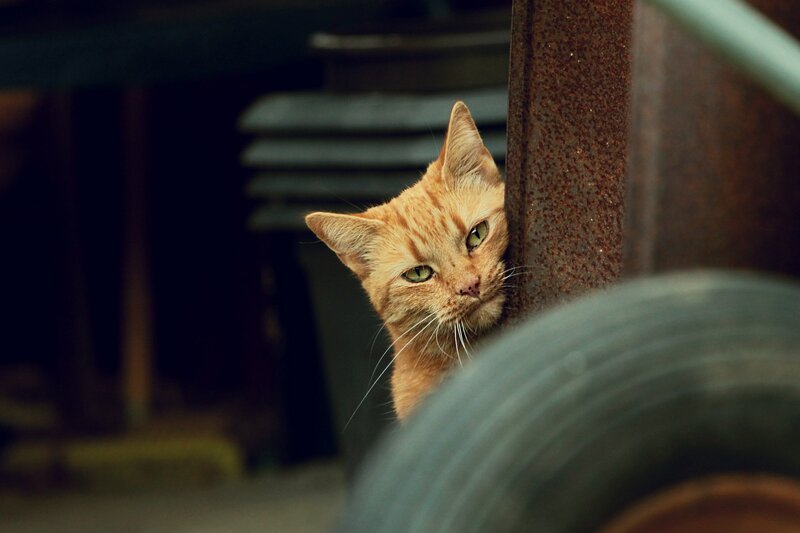 Orange Tabby Cat — Curious, Photograph, Metal Pole