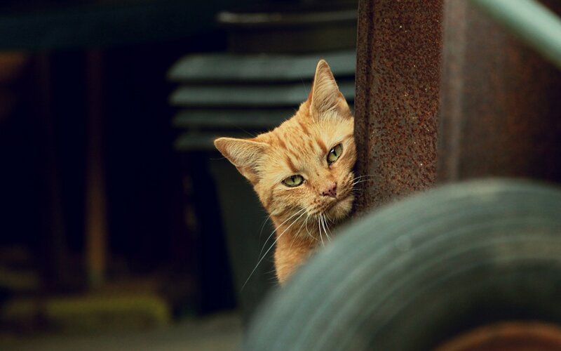 Orange Tabby Cat — Curious, Photograph, Metal Pole, Trash Can
