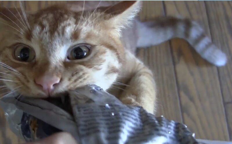 Orange Tabby Cat — Curious, Photograph, Plastic Bag
