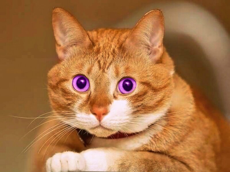 Orange Tabby Cat — Curious, Photograph, Purple Eyes