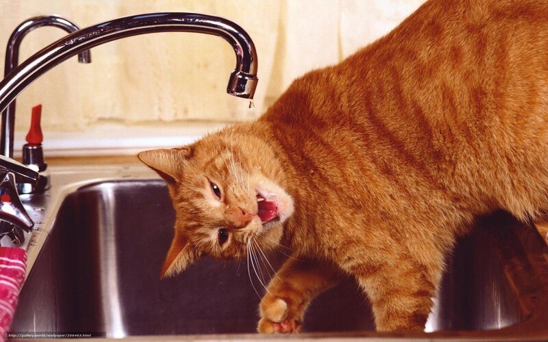 Orange Tabby Cat — Curious, Photograph, Sink