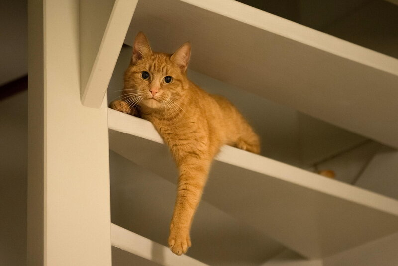 Orange Tabby Cat — Curious, Photograph, Stairs