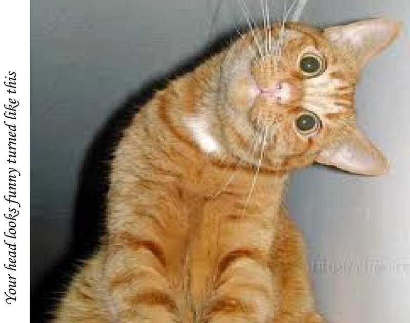 Orange Tabby Cat — Curious, Photograph, Text