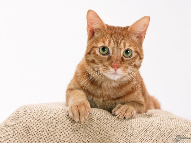 Orange Tabby Cat — Curious, Photograph