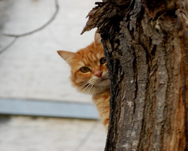 Orange Tabby Cat — Curious, Photograph, Tree Trunk