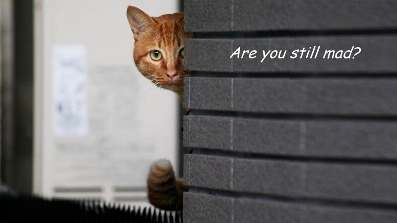 Orange Tabby Cat — Curious, Photograph, Wall, Text