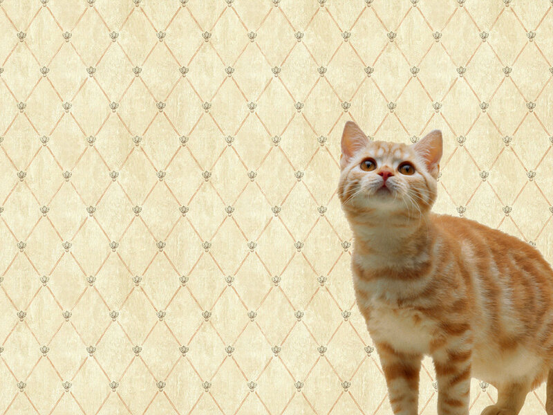 Orange Tabby Cat — Curious, Photograph, Wallpaper