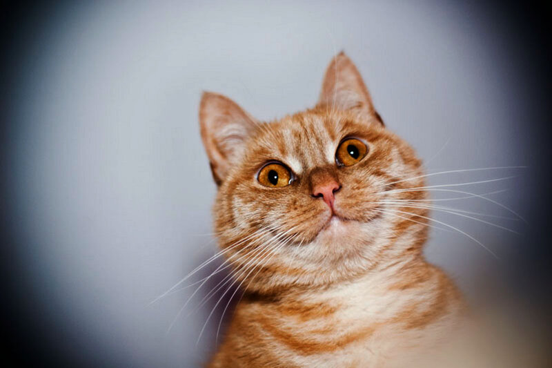 Orange Tabby Cat — Curious, Photograph, Whiskers, Eyes