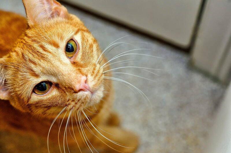 Orange Tabby Cat — Curious, Photograph, Whiskers, Floor