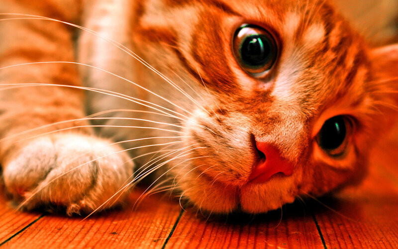 Orange Tabby Cat — Curious, Photograph, Whiskers, Paw