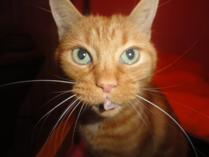 Orange Tabby Cat — Curious, Photograph, Whiskers