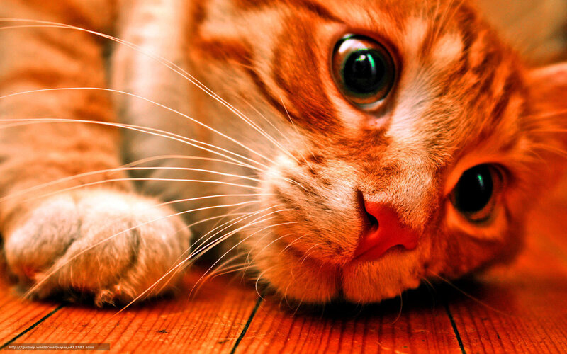 Orange Tabby Cat — Curious, Photograph, Whiskers, Wood Floor, Brown