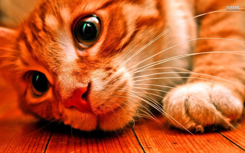 Orange Tabby Cat — Curious, Photograph, Whiskers, Wood Floor, Paw