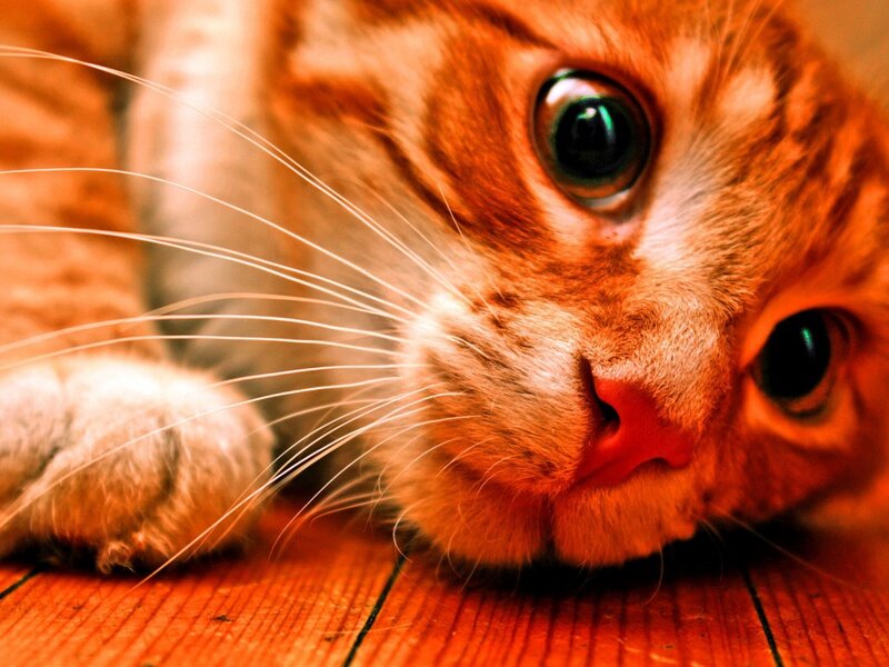 Orange Tabby Cat — Curious, Photograph, Whiskers, Wood Floor