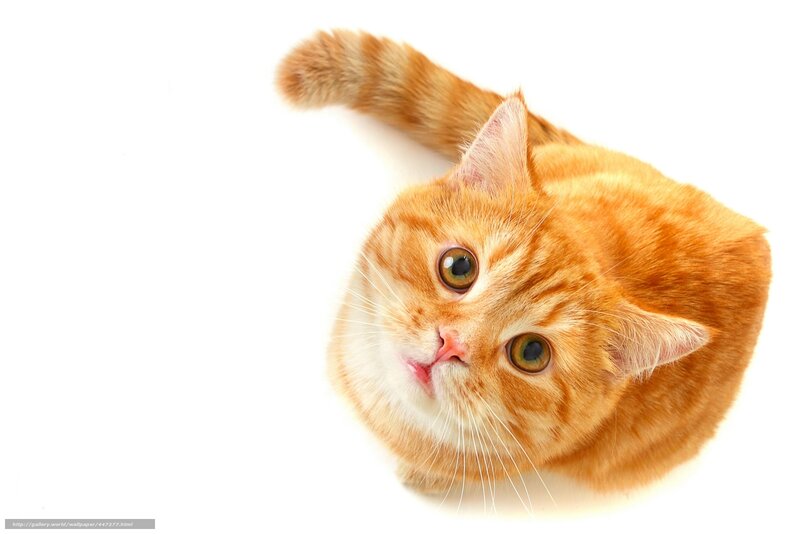 Orange Tabby Cat — Curious, Photograph, White Background, Tail